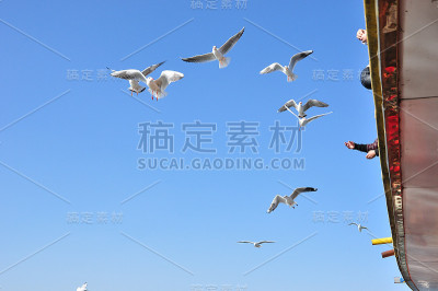 鸽子在天空中飞翔