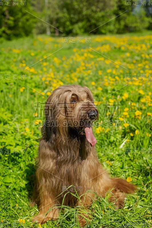 一只红色的牧羊犬，荆棘正在春天的草地上玩耍。