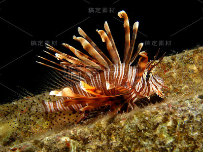 常见的狮子鱼