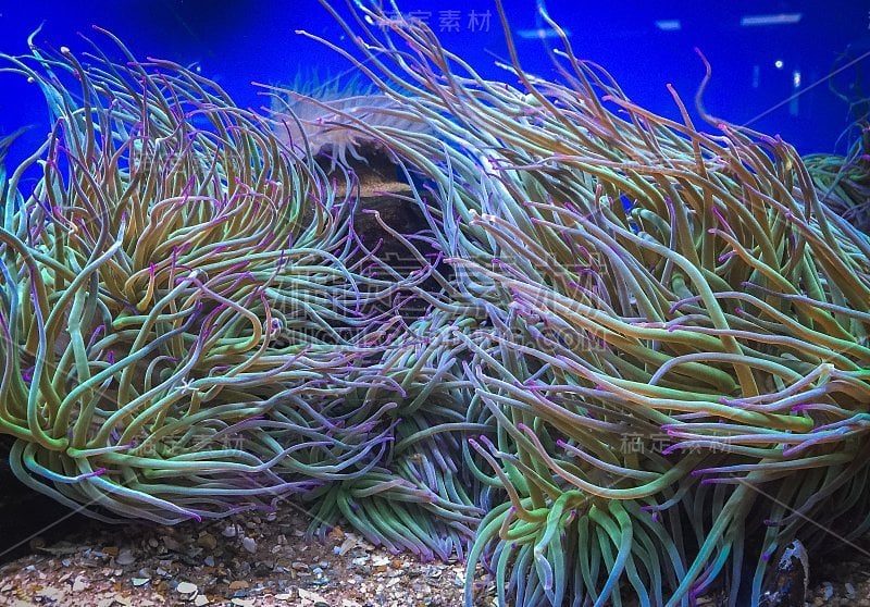 水族馆里的紫蓝色海葵珊瑚