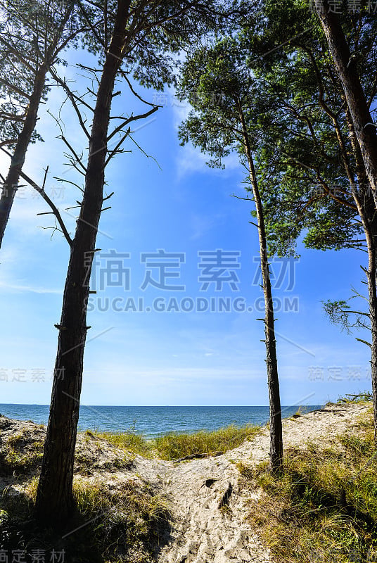 美丽的夏日波罗的海，沙滩和松树林与明亮的蓝天，立陶宛，库尔尼沙嘴，克莱佩达。穿过森林到无人的海滩。景