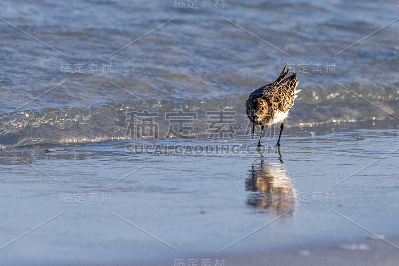 海湾岛国家海滨鹬