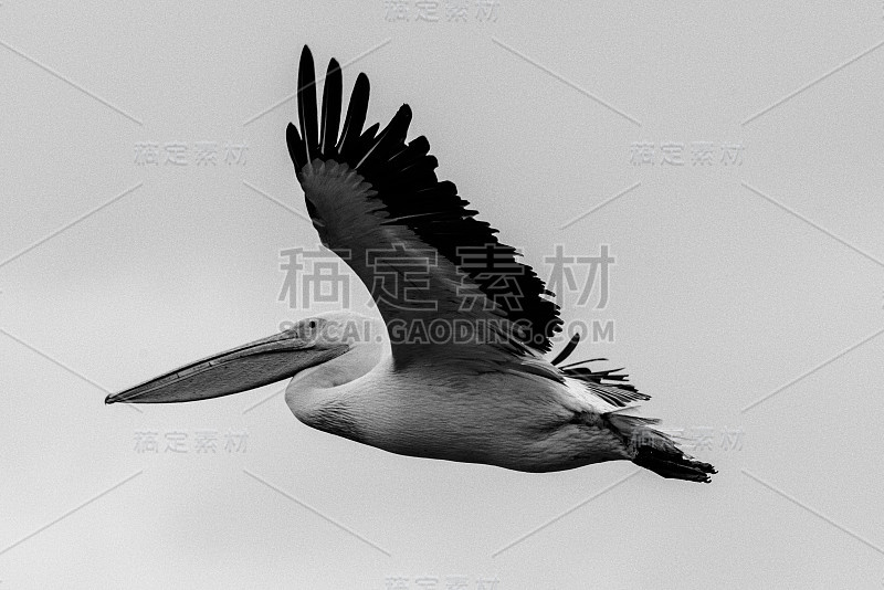 曼雅拉湖的一群大白鹈鹕(Pelecanus Onocrotalus)