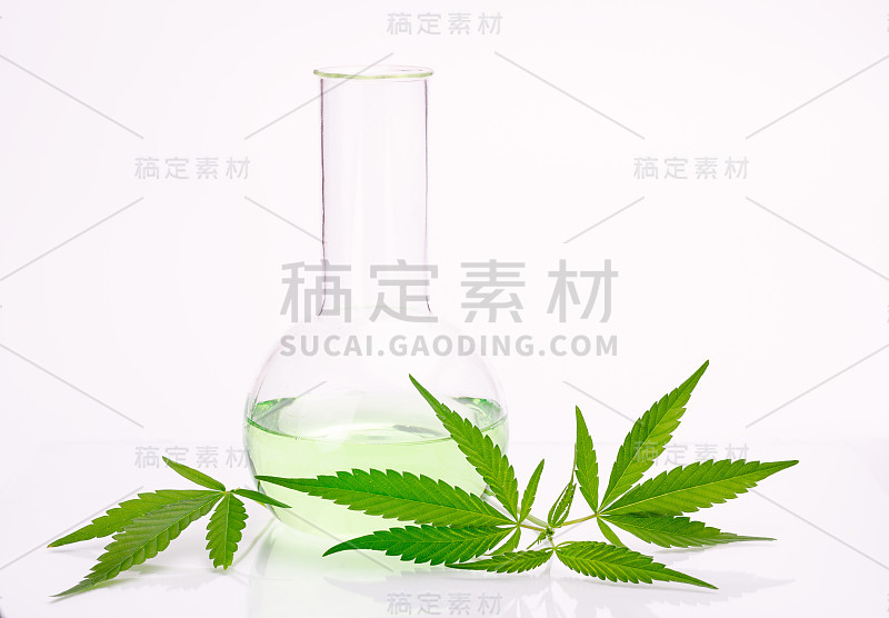 大麻植物叶子在实验室烧瓶中分离在白色背景。医学主题背景。