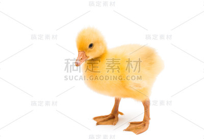 小鹅孤立