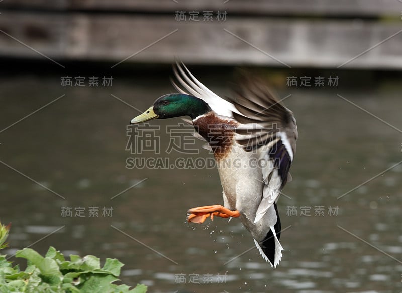 飞行中的野鸭