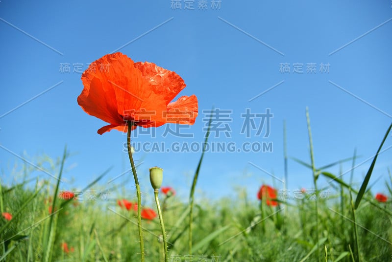 在阳光明媚的日子里，罂粟花在绿色的田野上