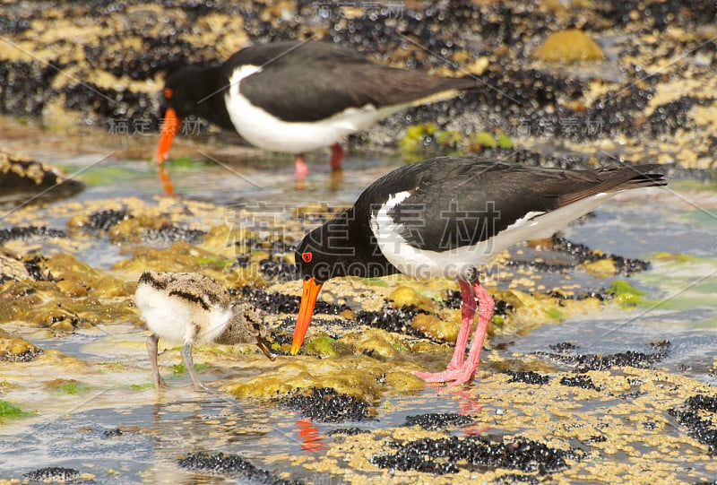 Pied oystercatcher