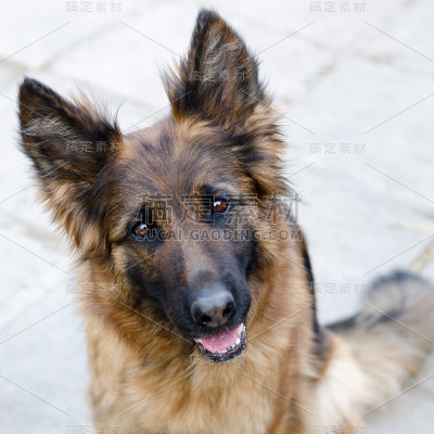 德国牧羊犬的肖像。狗的头的照片。