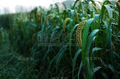 小米