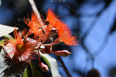 两只蜜蜂在红桉树花上