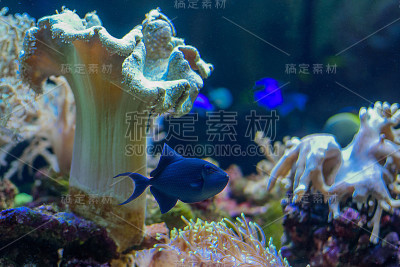 鱼在珊瑚礁之间作为背景