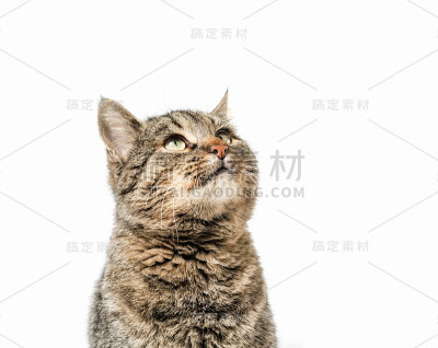 灰猫近距离看了看
