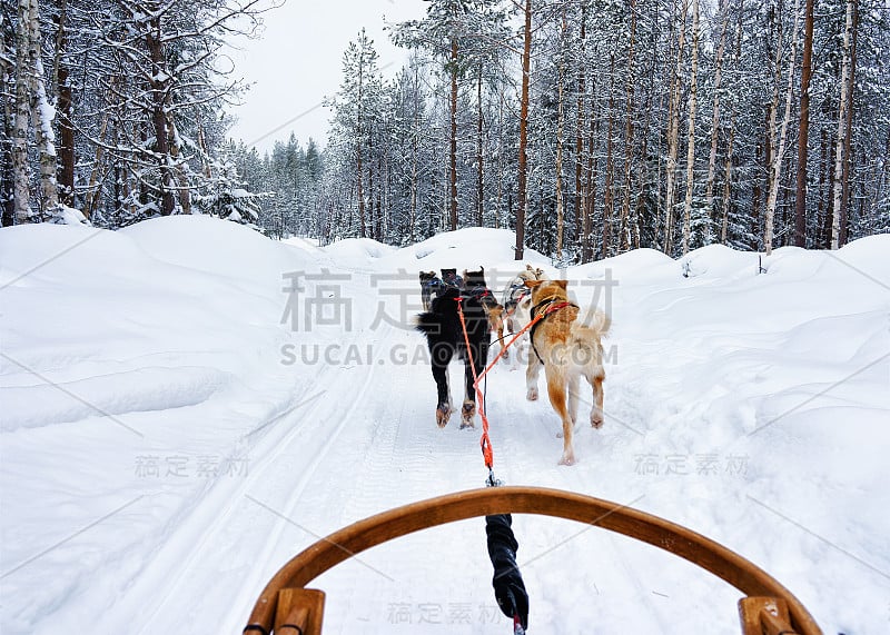 芬兰拉普兰的哈士奇雪橇