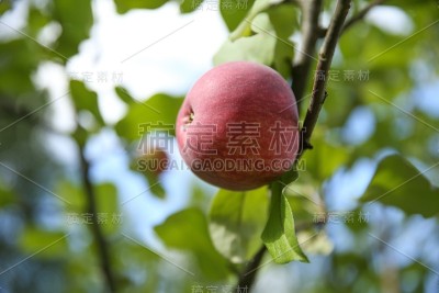 树枝上的成熟苹果