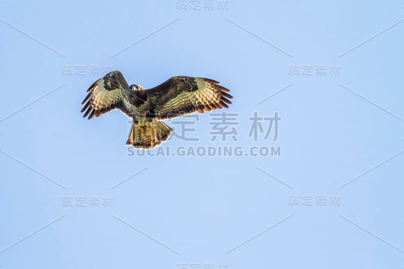 Mausebussard (Buteo Buteo)