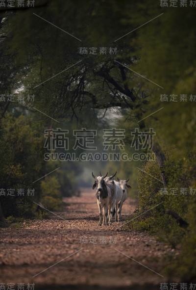 公牛在林冠下