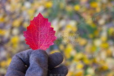 手握秋叶