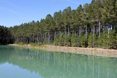 Gerogia林地