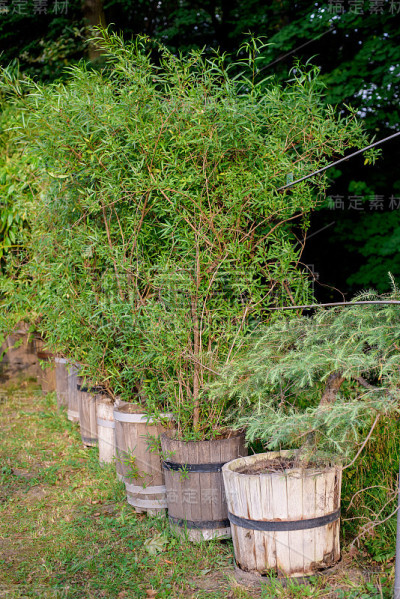 绿色植物在乡村木桶种植