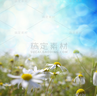 的雏菊
