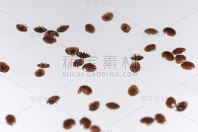蜂;析构函数;瓦螨