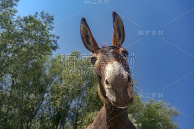 驴的肖像