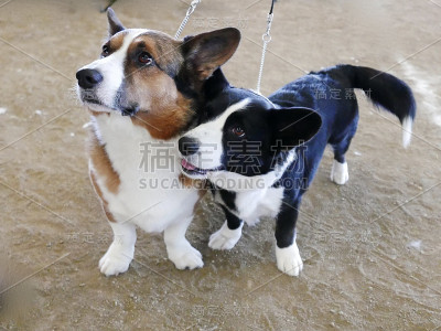 各种狗