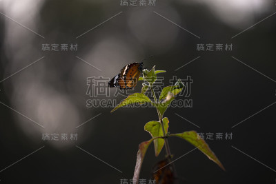 普通老虎蝴蝶