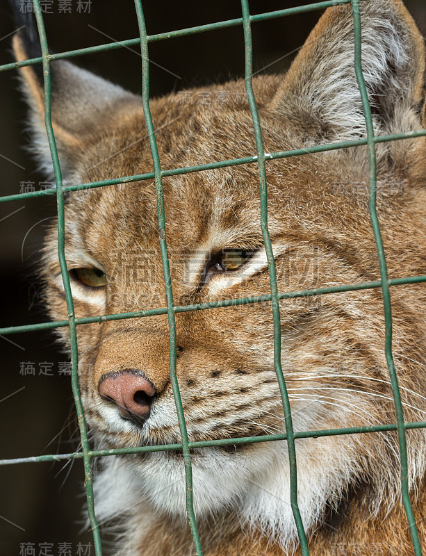 封闭的野生猞猁。