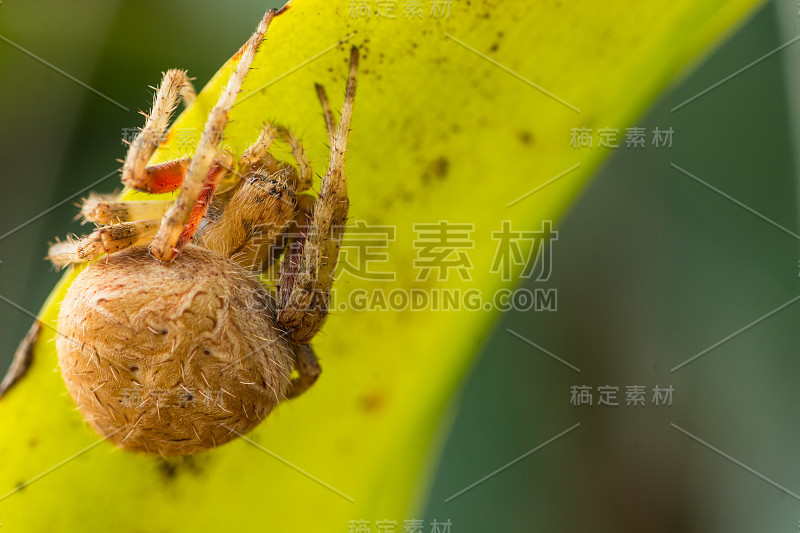 绿色背景下的棕色蜘蛛