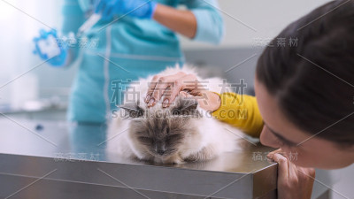 专业兽医给宠物注射