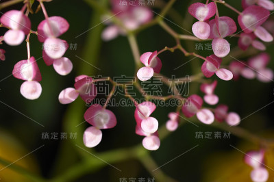 房地美