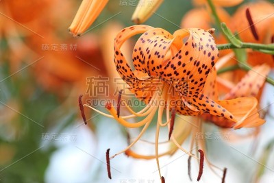 虎莲盛开