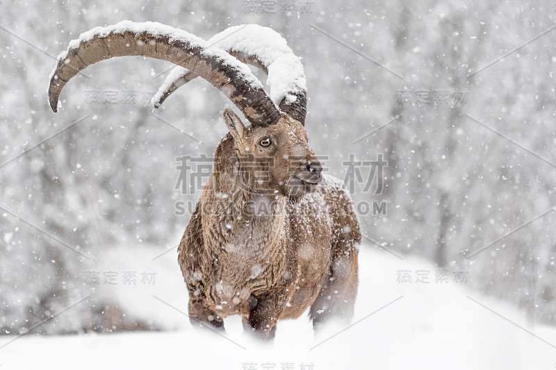 阿尔卑斯山之王正在与暴风雪作斗争(卡普拉山羊)