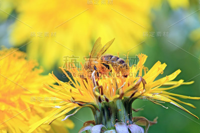 黄花上的昆虫