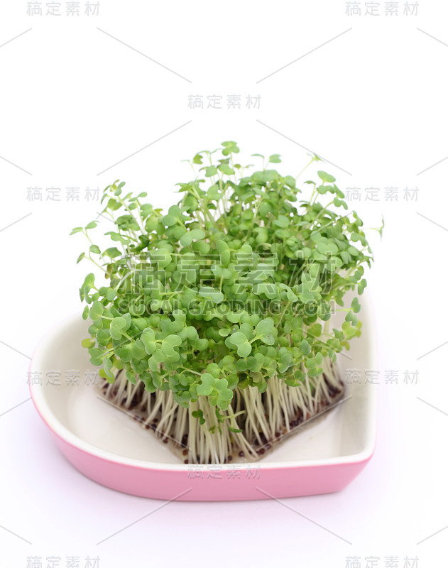 在盘子里种植西洋菜