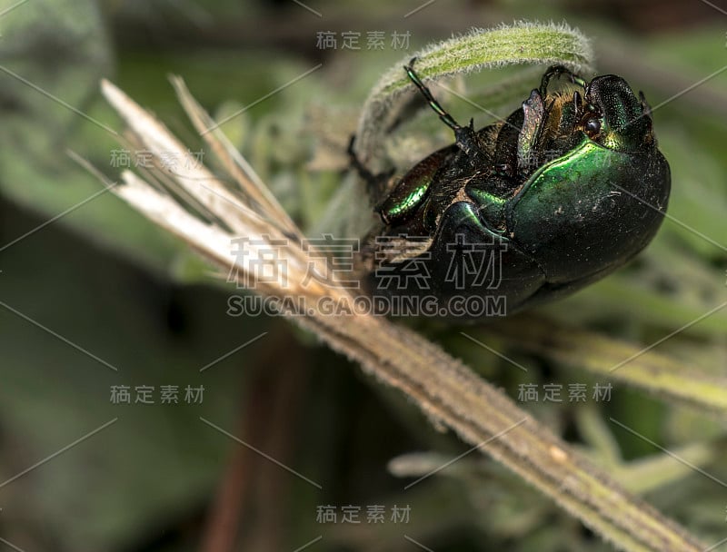 野生的金属绿甲虫