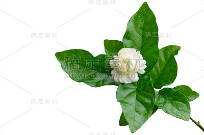 唯一美丽的新鲜的白色泰国茉莉花和它的叶子从花园。