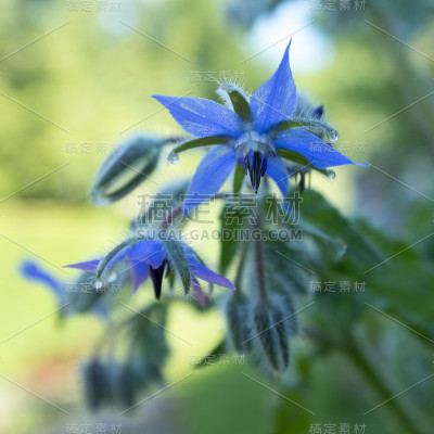 琉璃苣的花