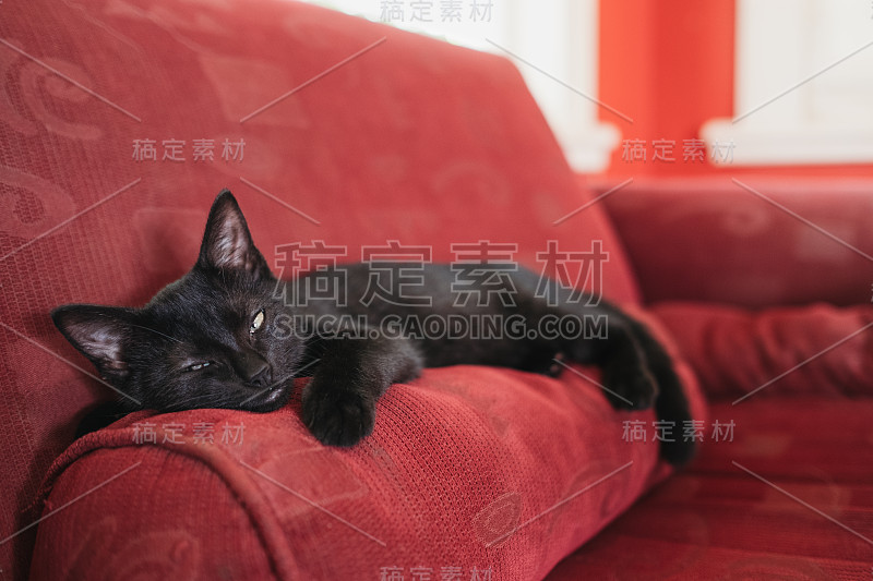 睡意朦胧的小猫躺在红色的沙发上