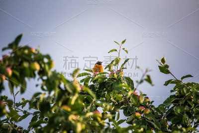 晚夏，一株美丽的雄性红start坐在苹果树上。