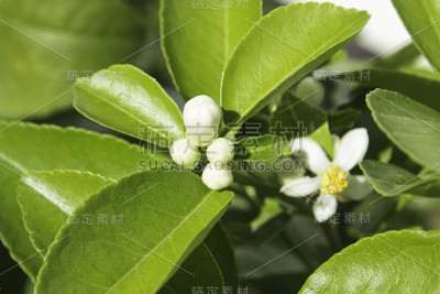 酸橙花