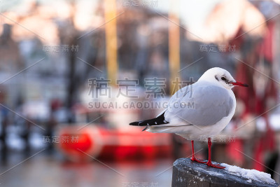 冬港的海鸥