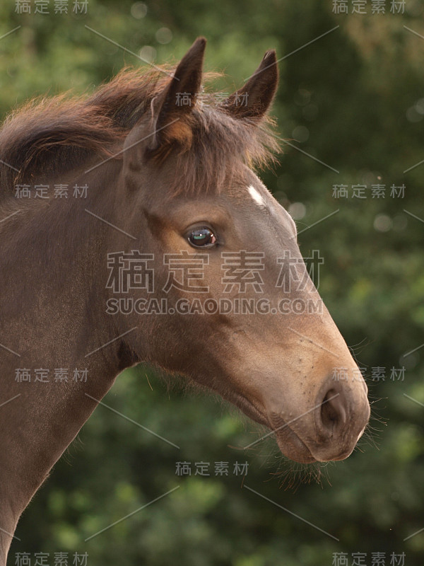 漂亮的马头像