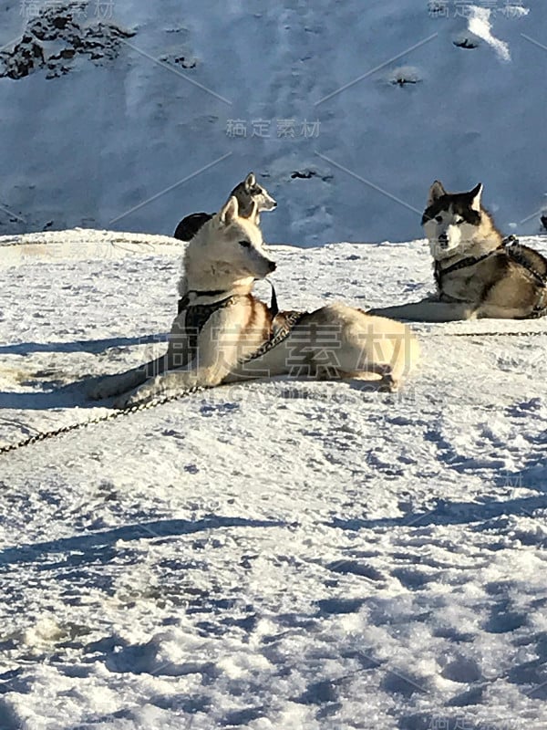 雪橇犬比赛。哈士奇雪橇犬队拉雪橇用狗musher。冬天的竞争。