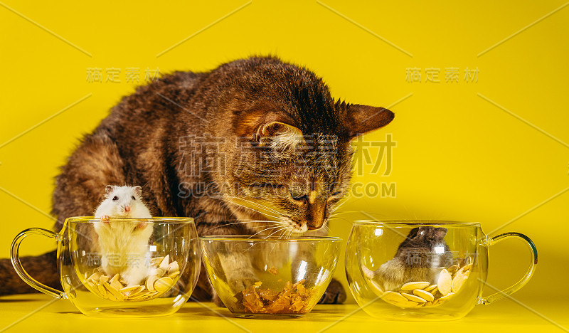 宠物。猫和仓鼠。