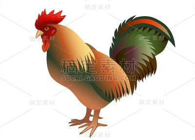 国内的公鸡