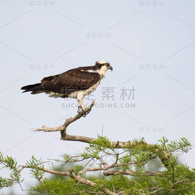 栖息鱼鹰