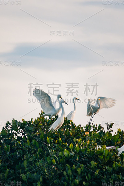 动物